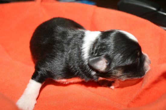 Ariane est née !! Ariane est née !!