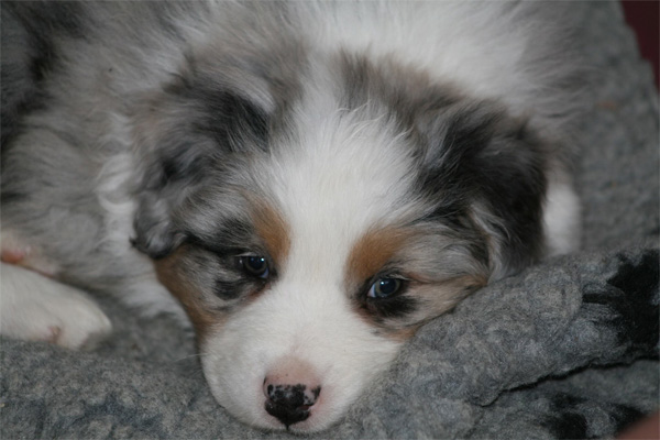 Bébé berger australien bleu merle