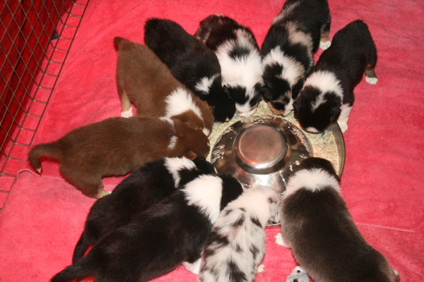 C'est l'heure du repas pour ces chiots bergers australiens