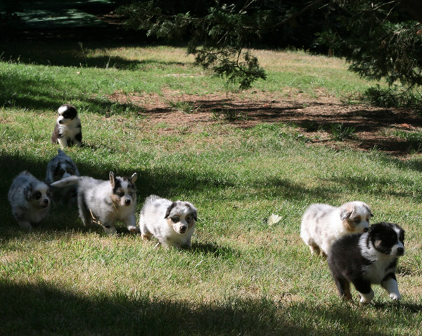 Chiots et portées de bergers australiens et bergers américains miniatures LOF en Dordogne