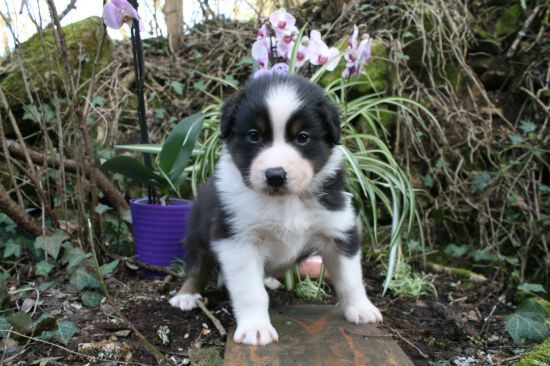 Portrait de BARRY  DU MOULIN DE BLASCO