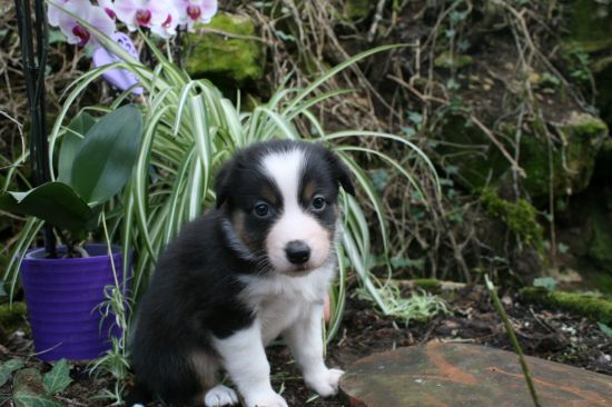 Portrait de BELLE DU MOULIN DE BLASCO
