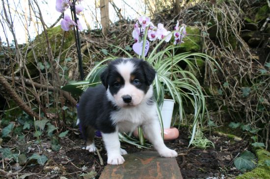 Portrait de BLACK BIRD  DU MOULIN DE BLASCO