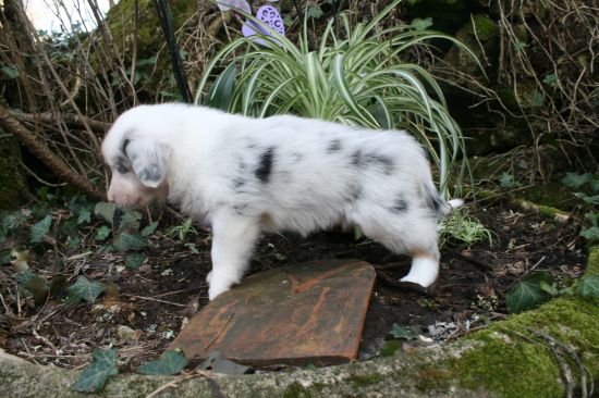Portrait de BLUE BIRD DU MOULIN DE BLASCO