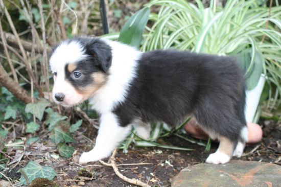 Portrait de BRUME LOU  DU MOULIN DE BLASCO