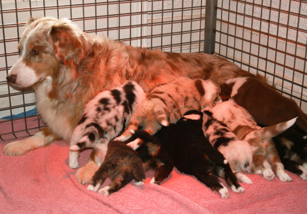 Mère et chiots bergers australiens : l'alaitement