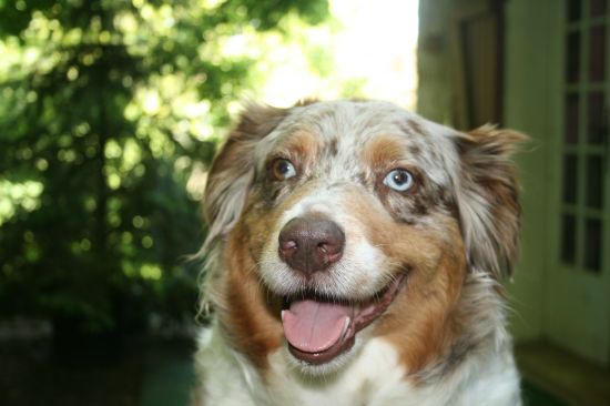 Des bébés bergers australiens !!