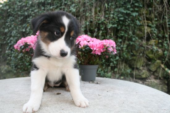 ouaf!ouaf! pas facile !!