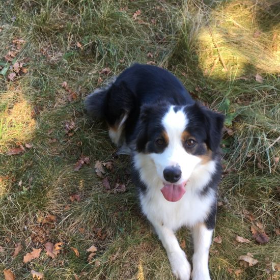 Portrait de REIDING OBSIDIENNE LOU DE LA FORET QUI CHANTE