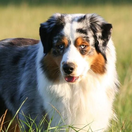 Portrait de Lulu Pawnee Loup de la Forêt Qui Chante