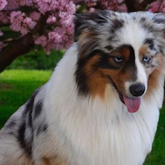 Portrait de SWAN DES MERVEILLES D ILONA