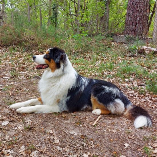 Portrait de ROSWELL BLUE ONIX DU MOULIN DE BLASCO
